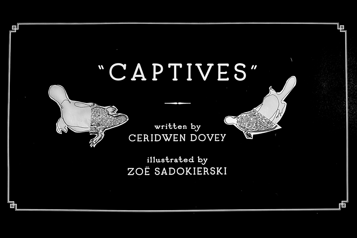 Title slide in the style of a silent film caption reads 'Captives' written by Ceridwen Dovey illustrated by Zoe Sadokierski