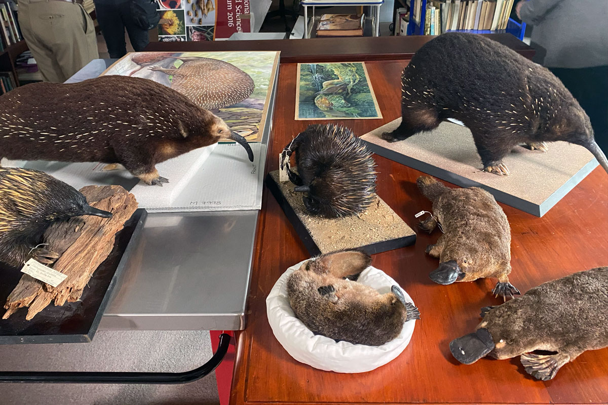 Table of monotreme specimens at the australian museum