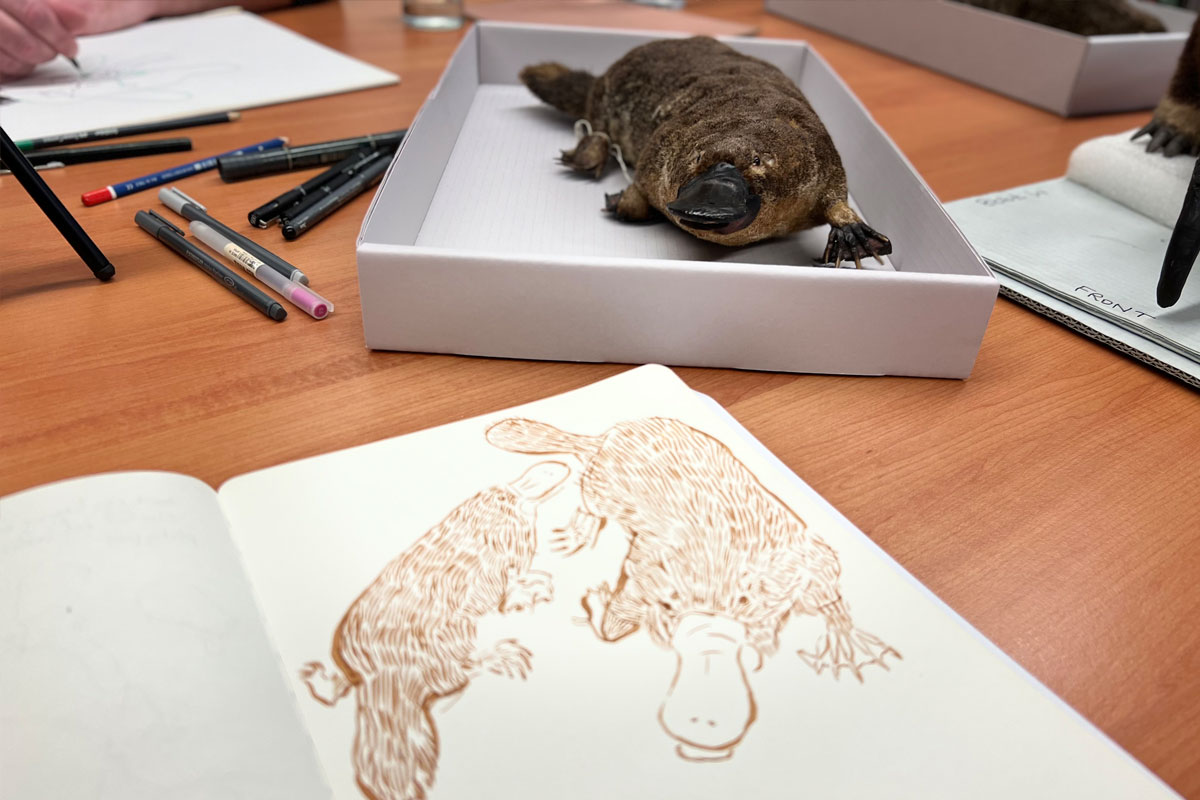 Platypus specimen and drawings of it
