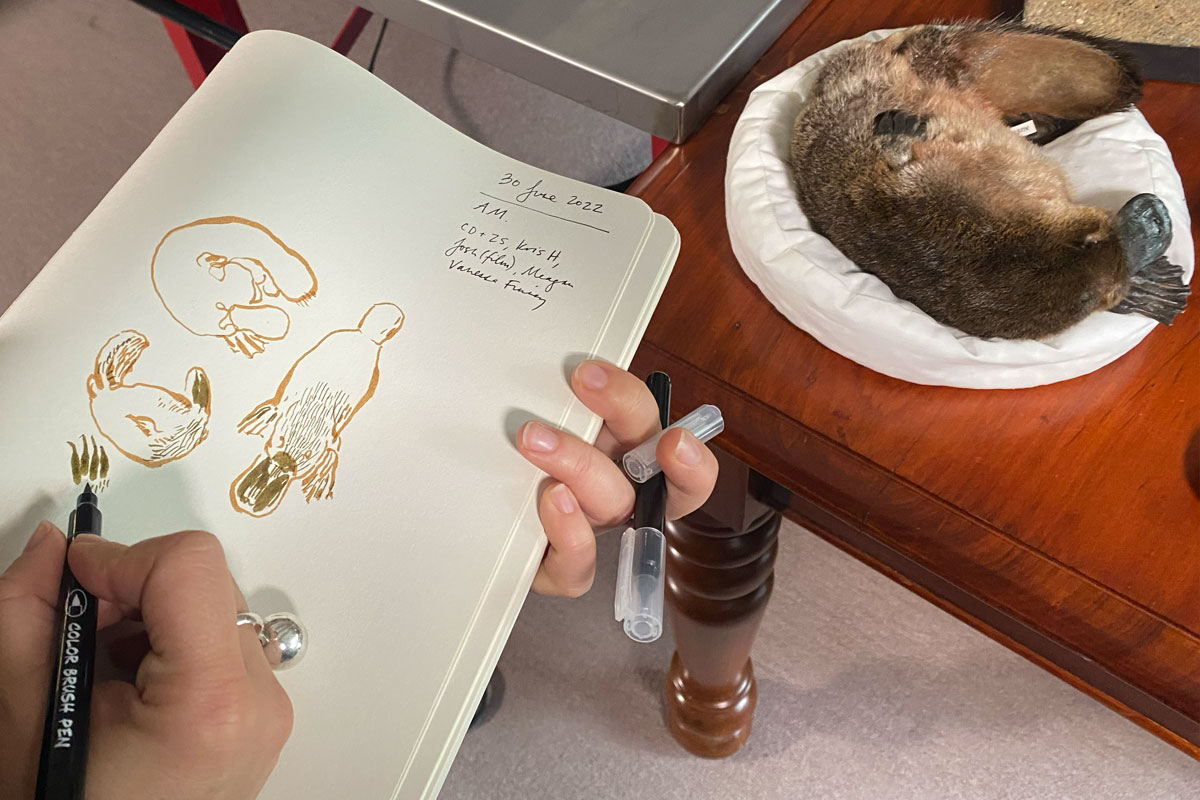 Hand drawing platypus specimens