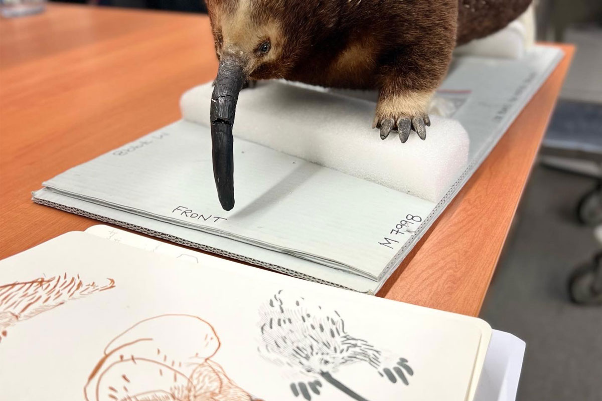 Echidna specimen and drawing