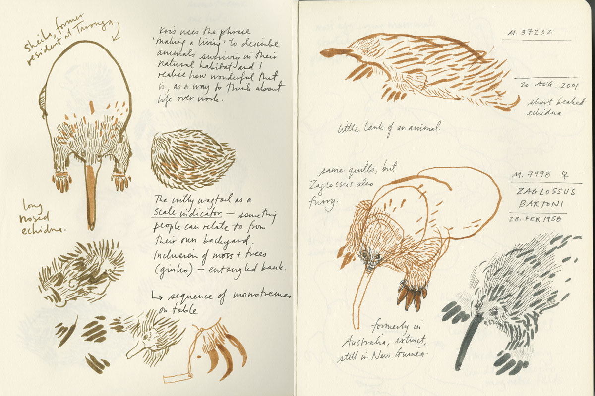Sketches of echidna